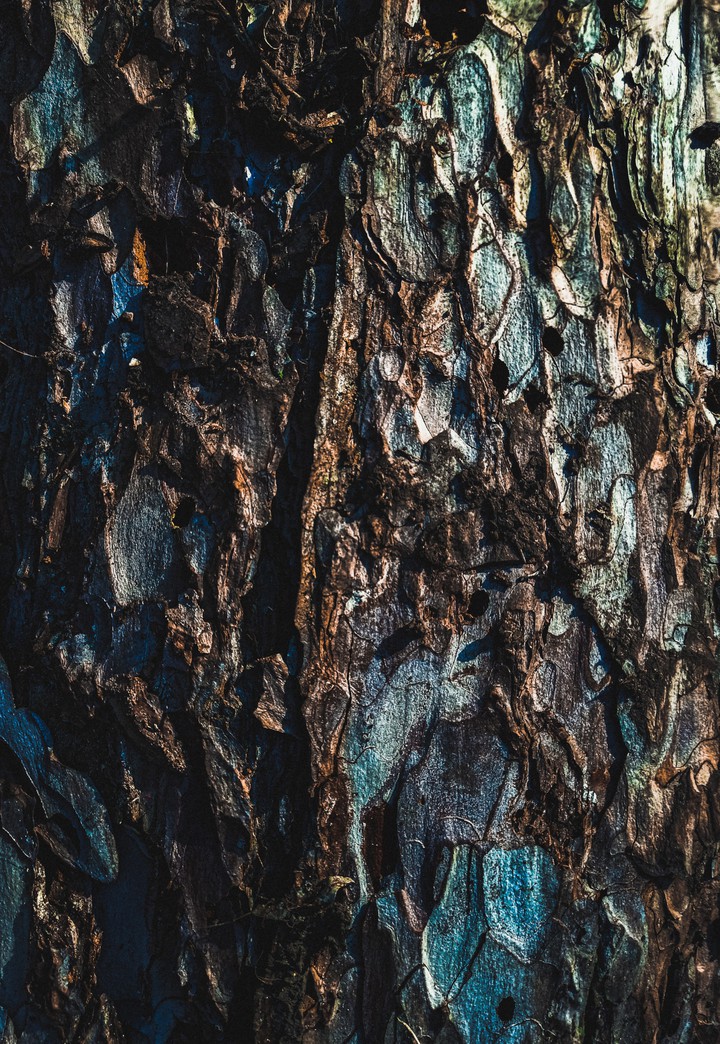 tree