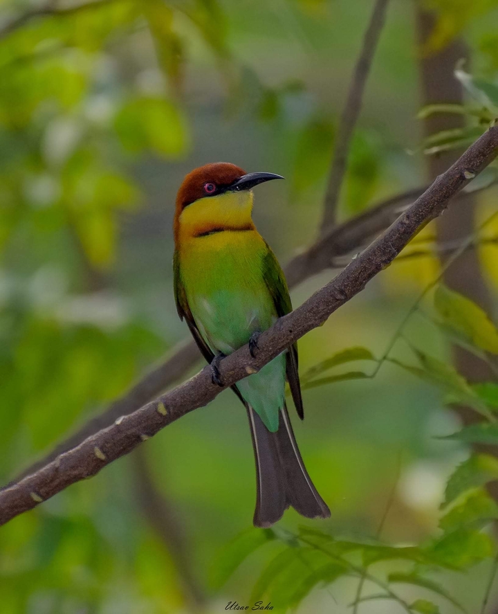 beautiful bird