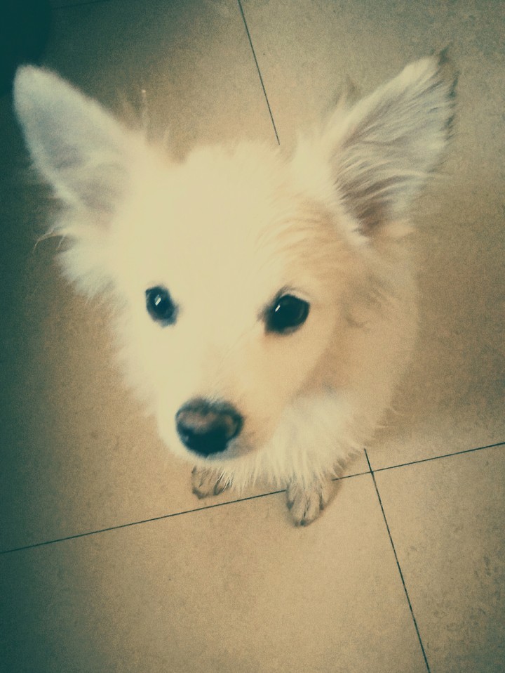 CUTE LITTLE DOG