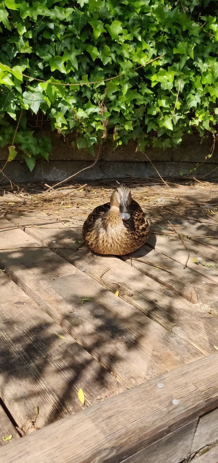 duck❤️❤️