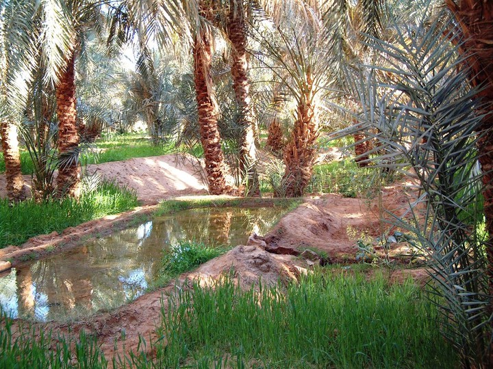 Oasis
