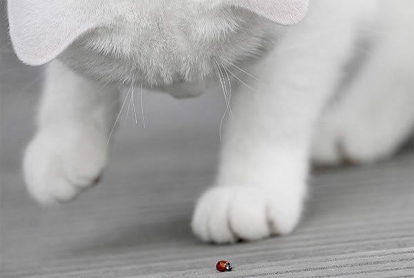 Curious as a Cat