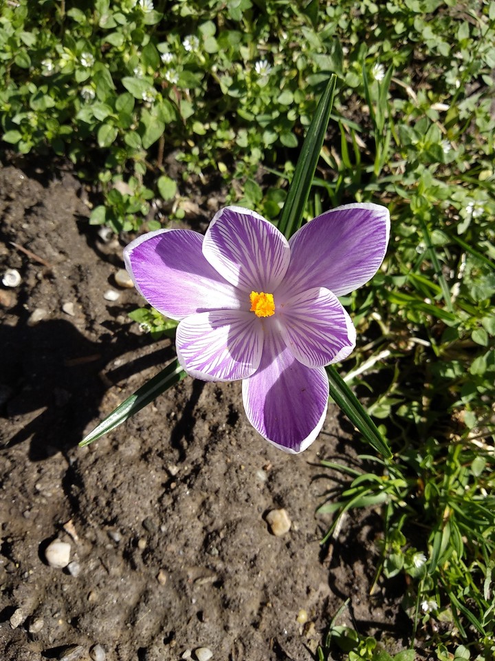 Flower