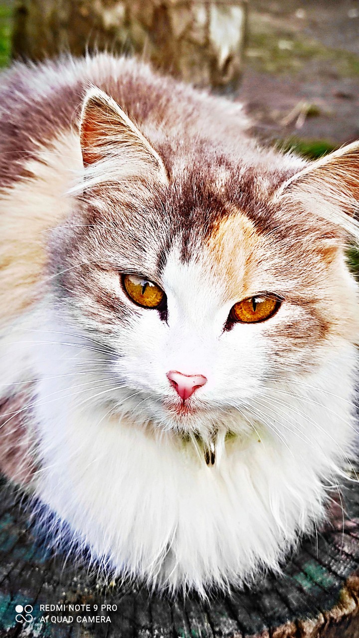 кошка Мотя