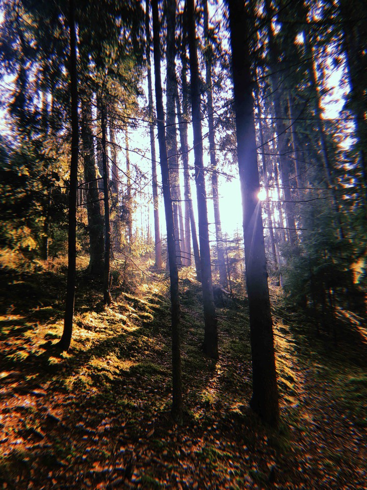 forest