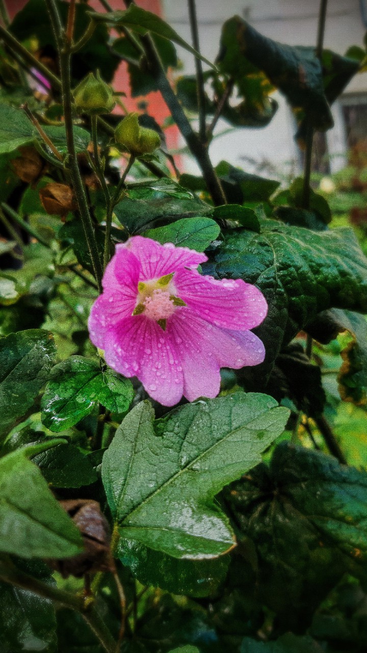 Photo of a flower after rain