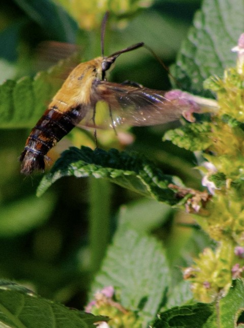 sfondi insect, butterfly