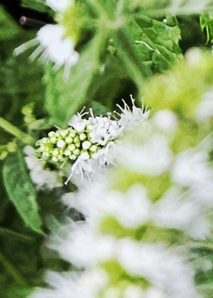 petal, wildflower achtergronden
