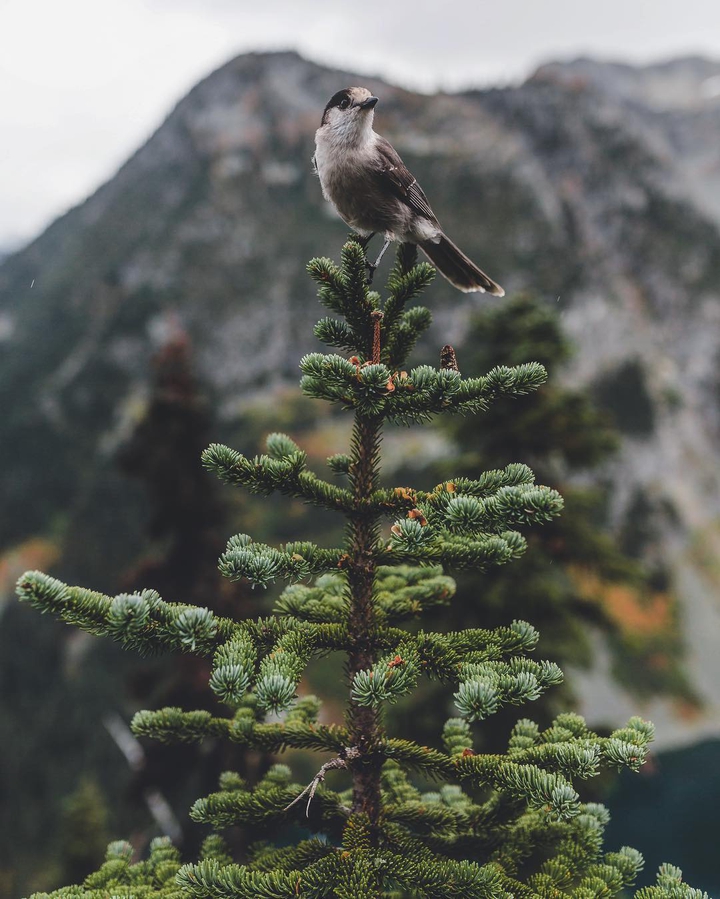 nature