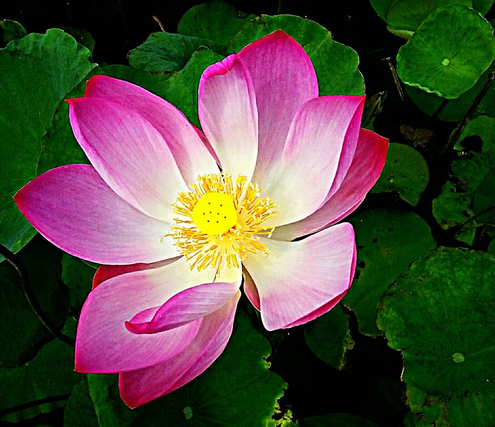 the blooming of lotus flower