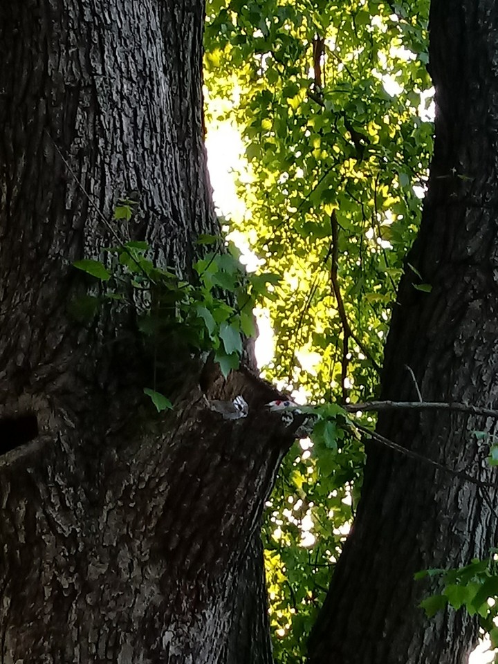squirrels