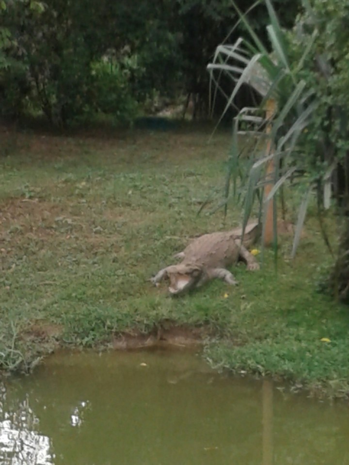 A big crocodile in zoo of pinnawala