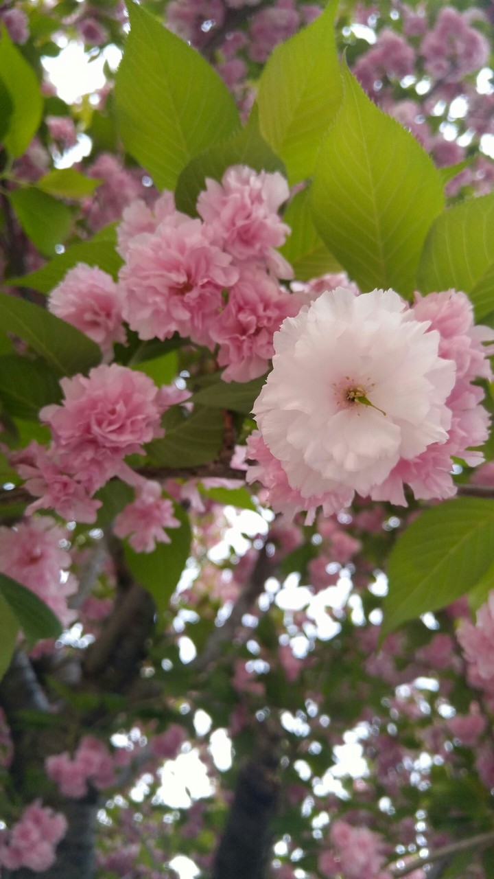 Pink Blooms