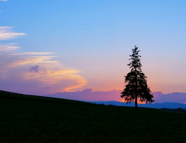 alone tree