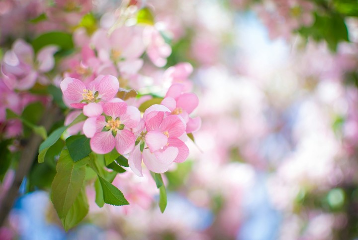 Blossom