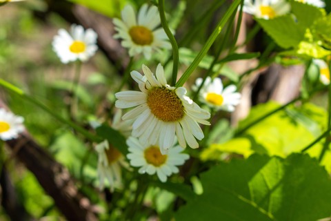 flowers