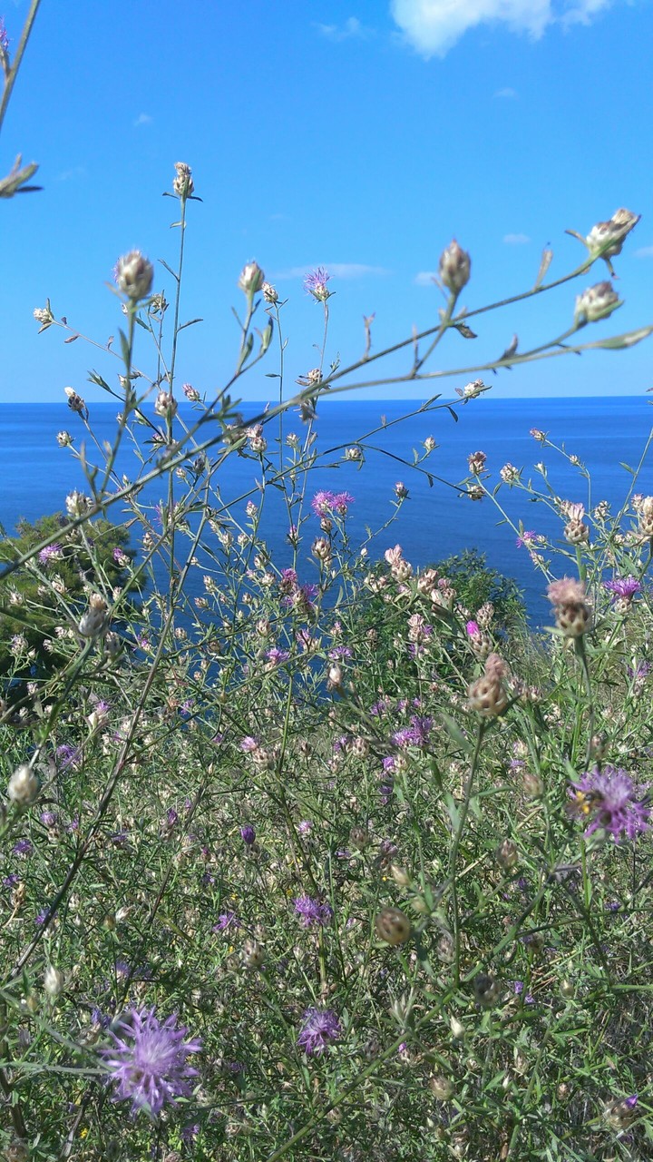 Sea