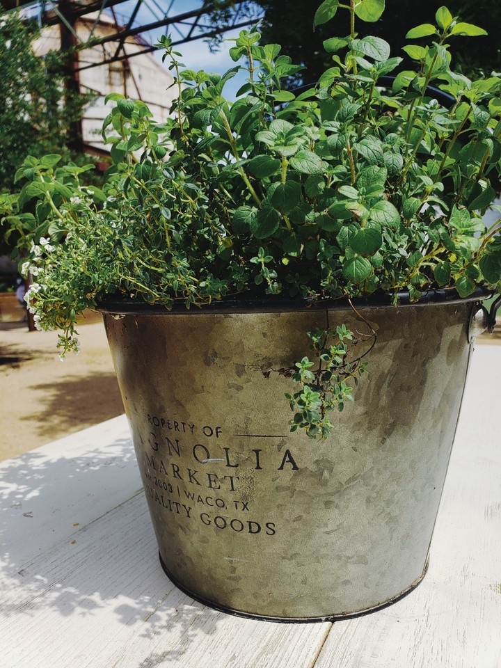 Texas Magnolia planter