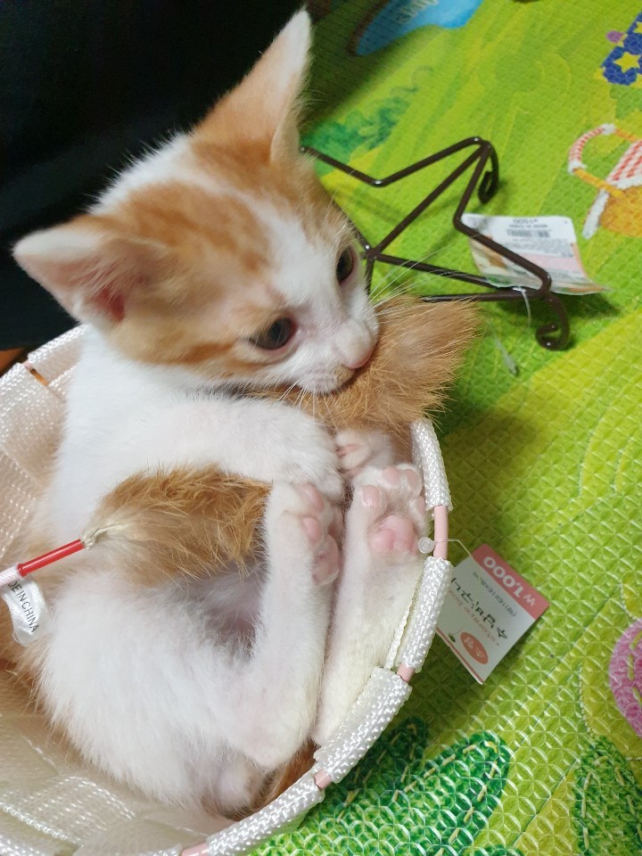 망고