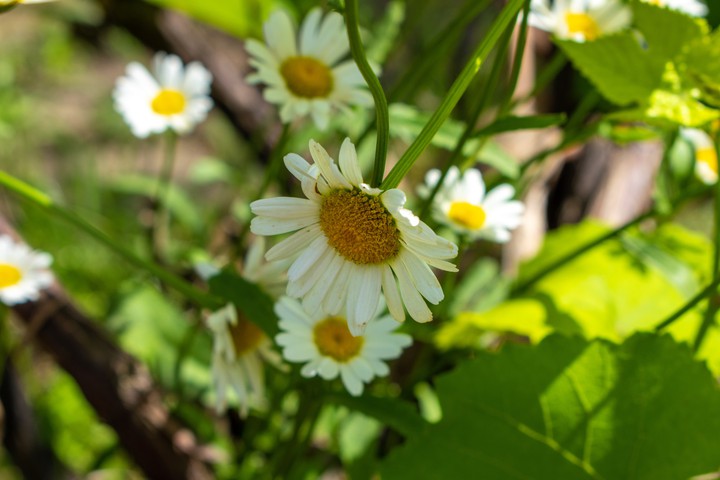 flowers