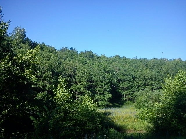 Forest