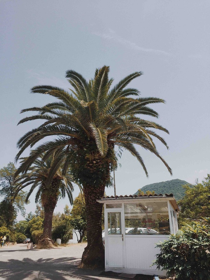 palms tree