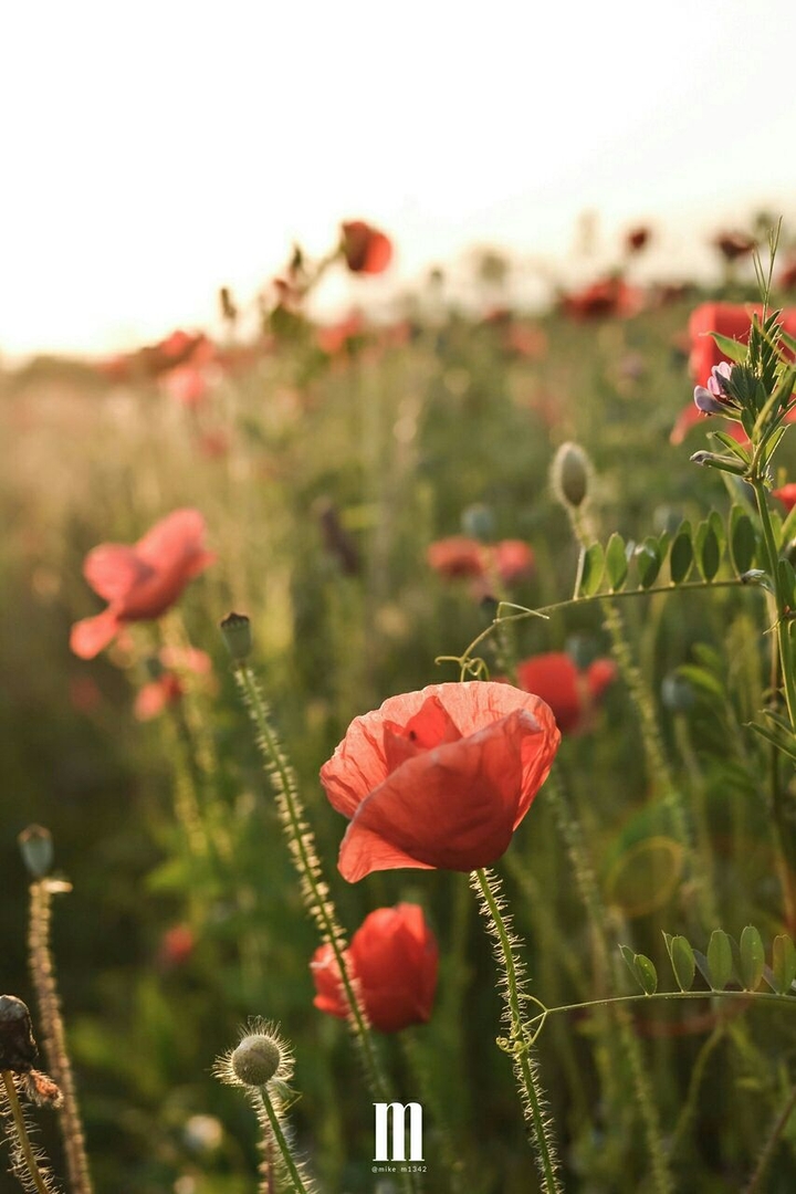 flowers