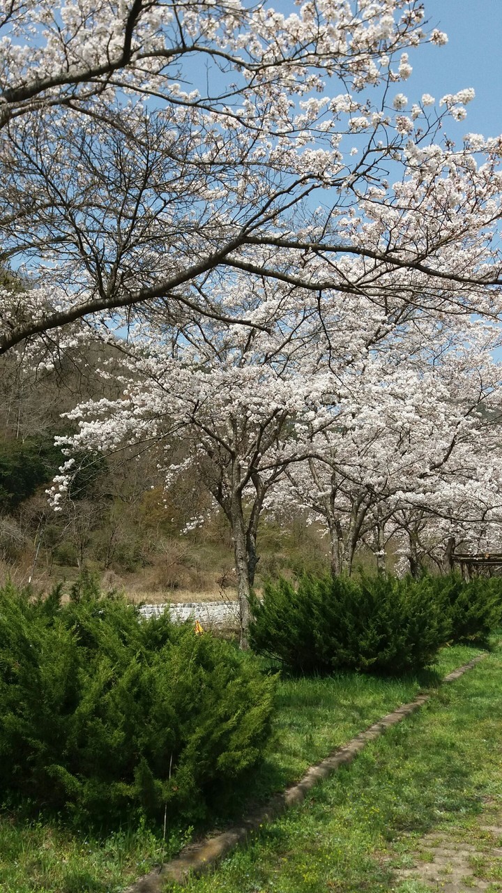 봄이 왔어요~