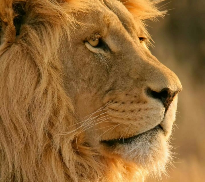 king the lion