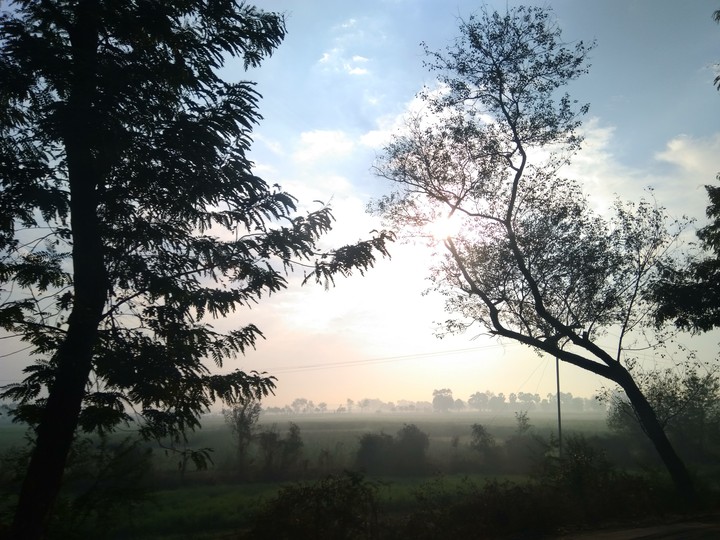 tree
