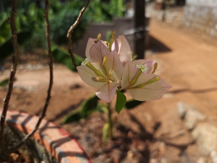 flower