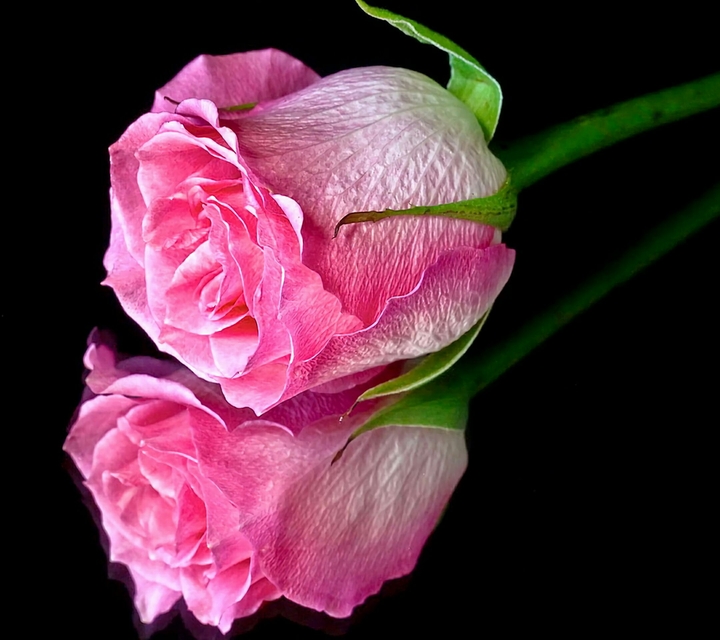 rose
