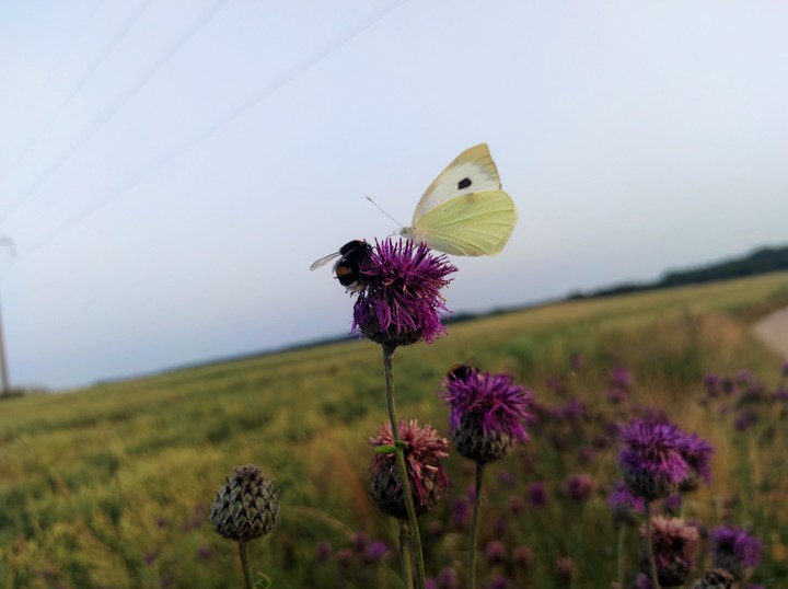 Idyll