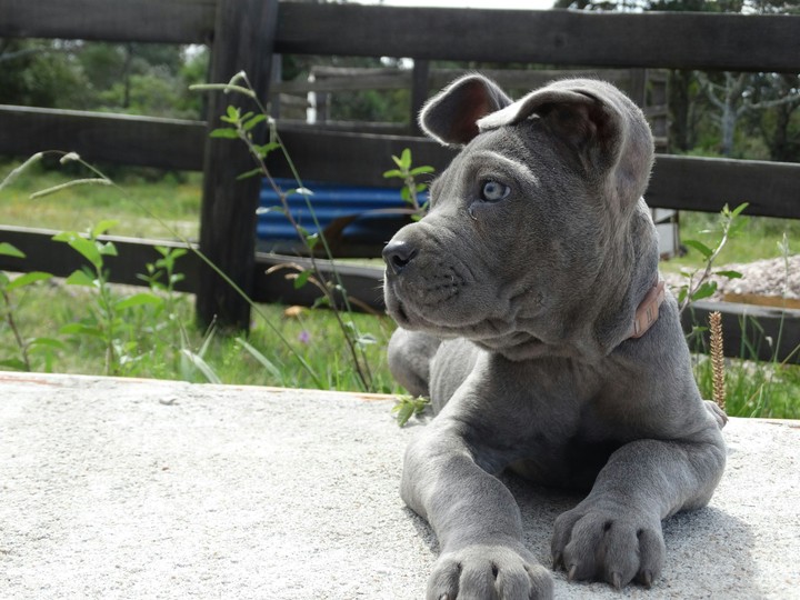 Dog_perro