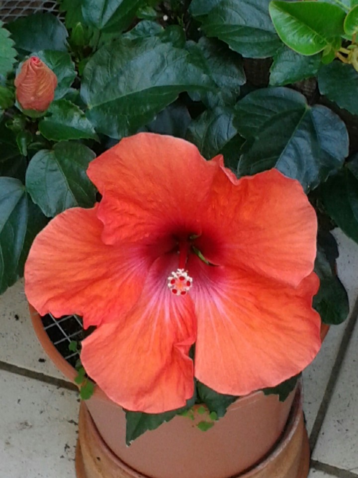 Hibiskus