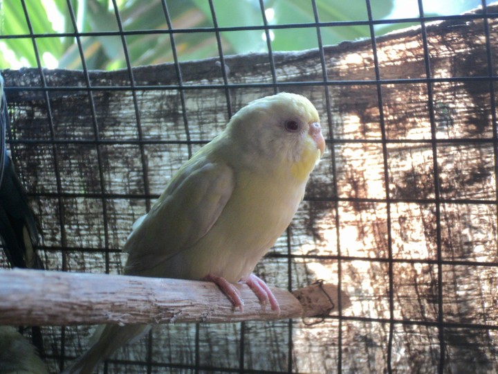 a bird....