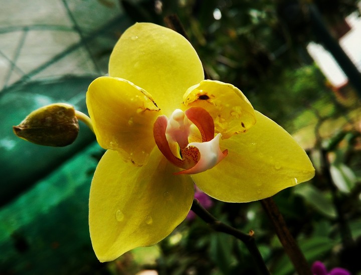 Orchid ❤️
