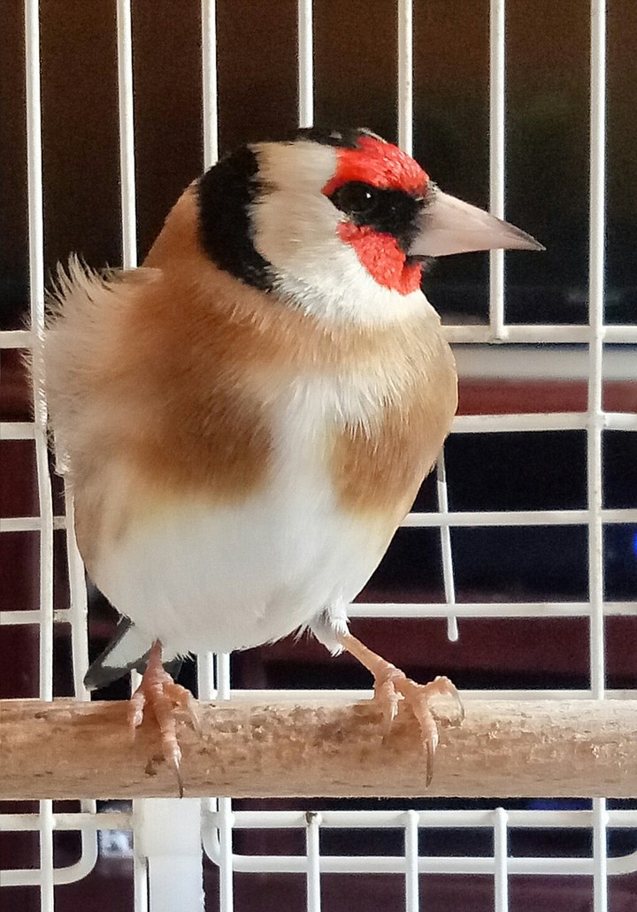 chardonneret algerie
