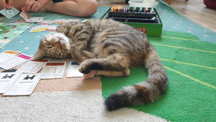 cat monopoly