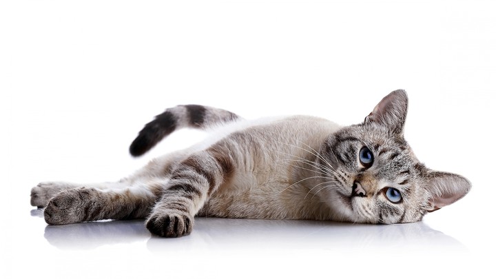Cat lying down