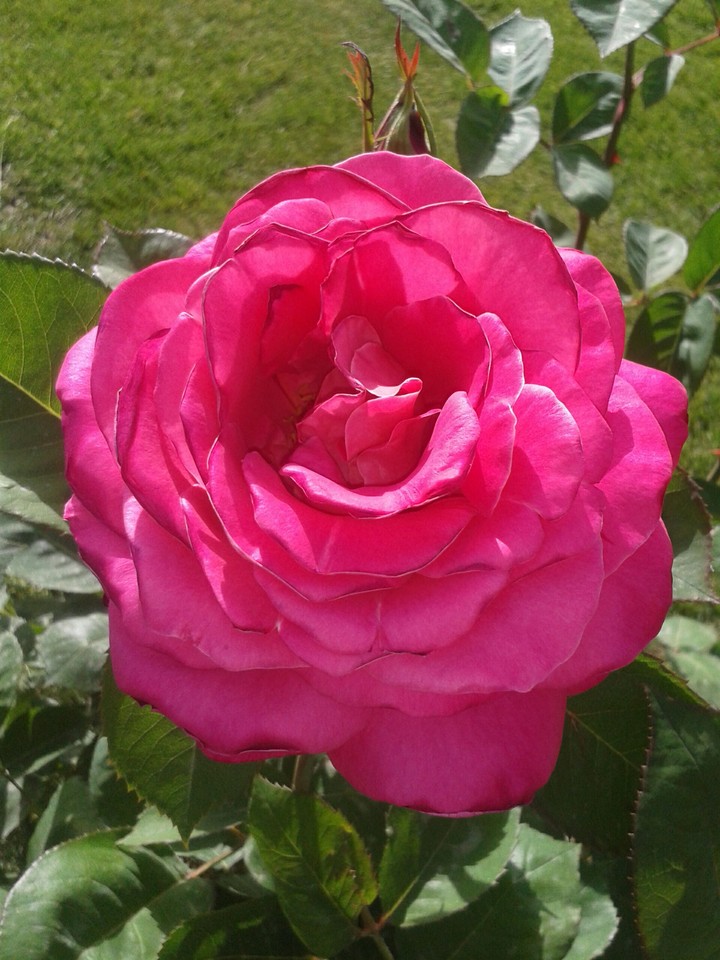 hi dear friends and people این گل رز تقدیم همه دوستانم