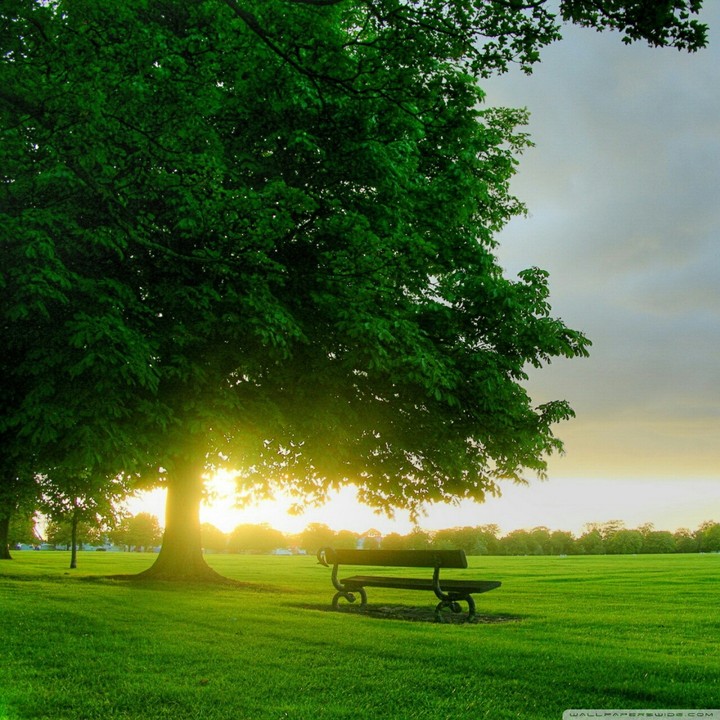 Green tree