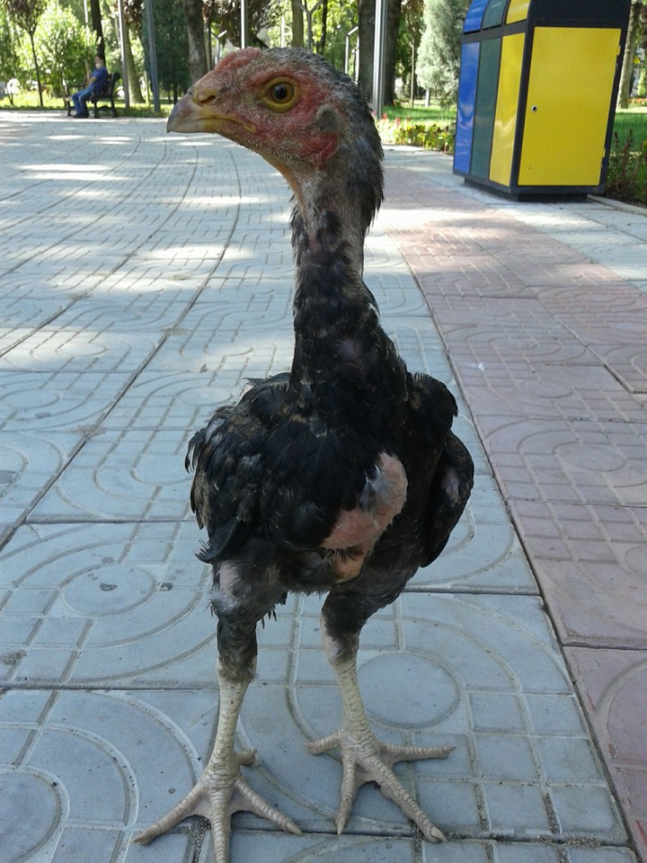 My favourite Animal in the street...