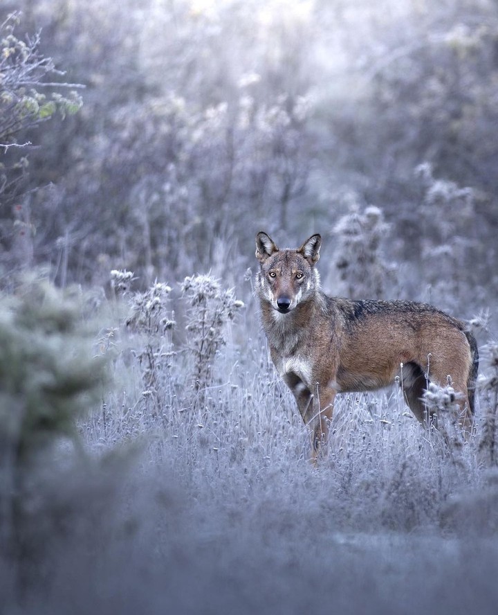 #wolf