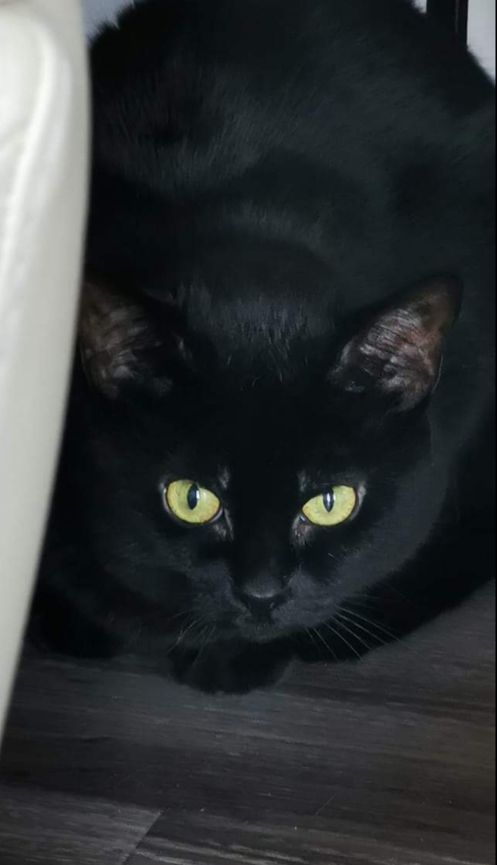 Chat noir
