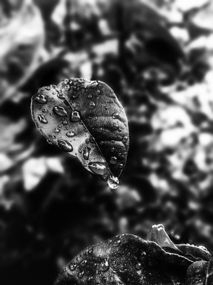Flurry