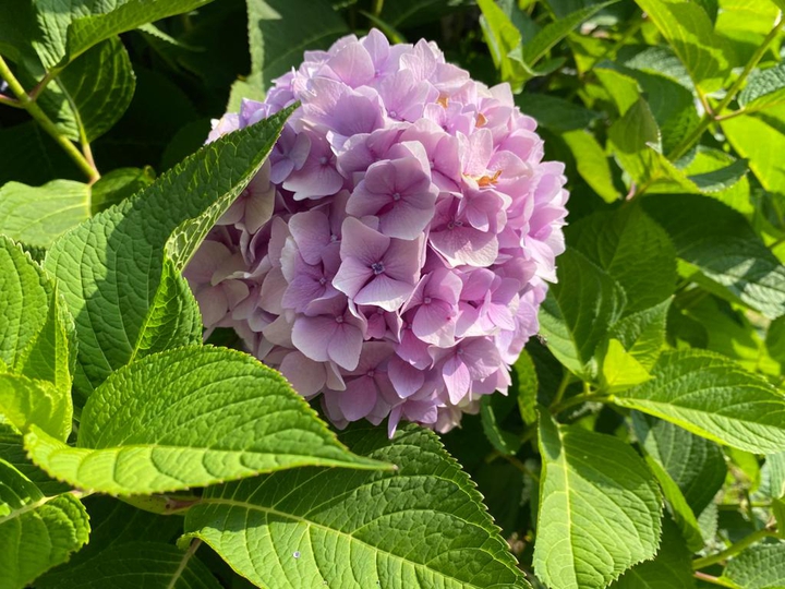 purple flower?