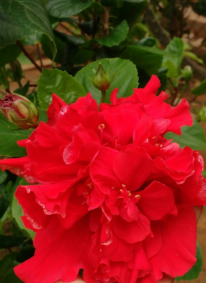 Red Hibiscus on a cloudy day!