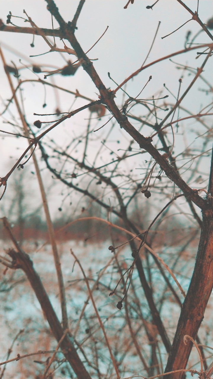 cozy branch