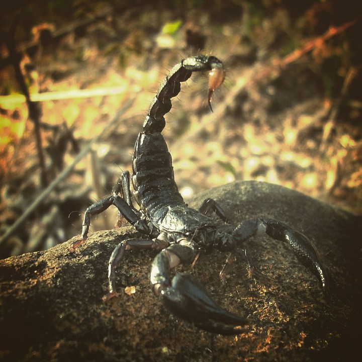 Scorpion